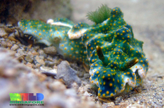 Illustration for article titled Striking Photographs Of Sea Slugs Expose The Alien World Under the Sea